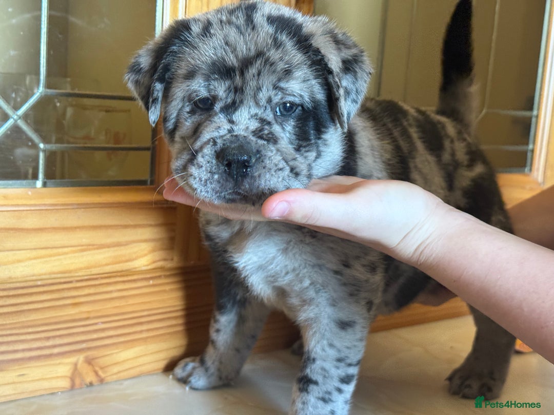 Mixed Breed dogs for sale: Chow chow x American bull dog  - Image 14