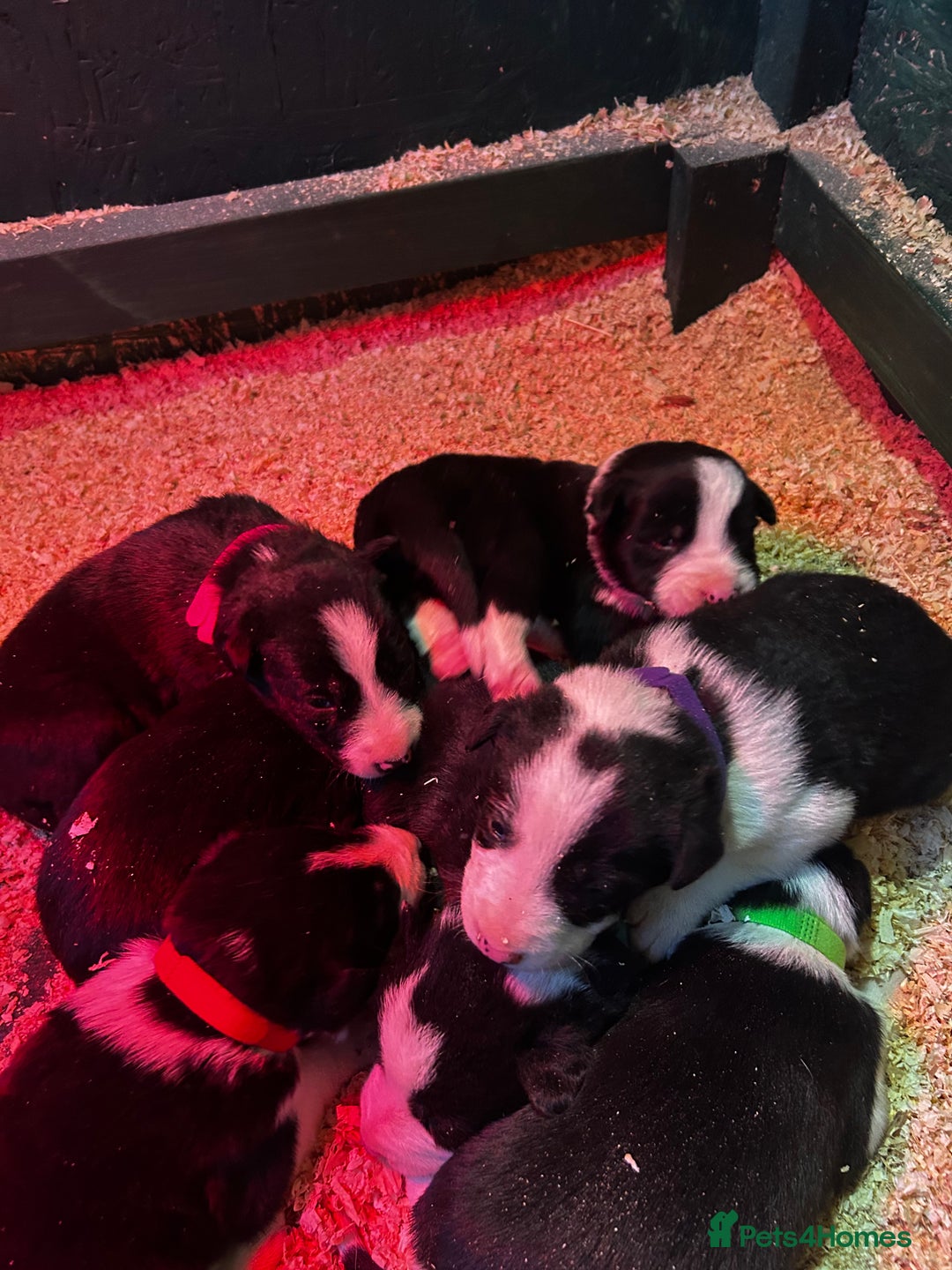 Border Collie dogs for sale: 6 healthy border collie pups - Advert 7