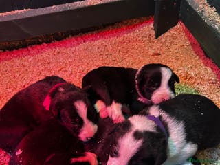 Border Collie dogs 6 healthy border collie pups - Advert 12