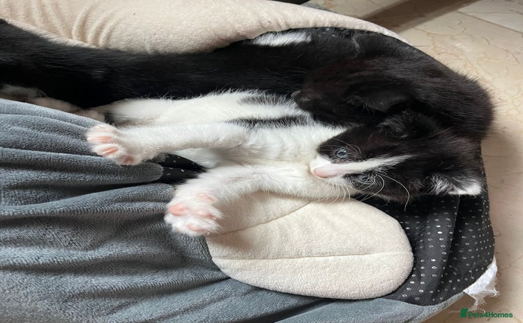 Domestic Shorthair cats - Advert 13
