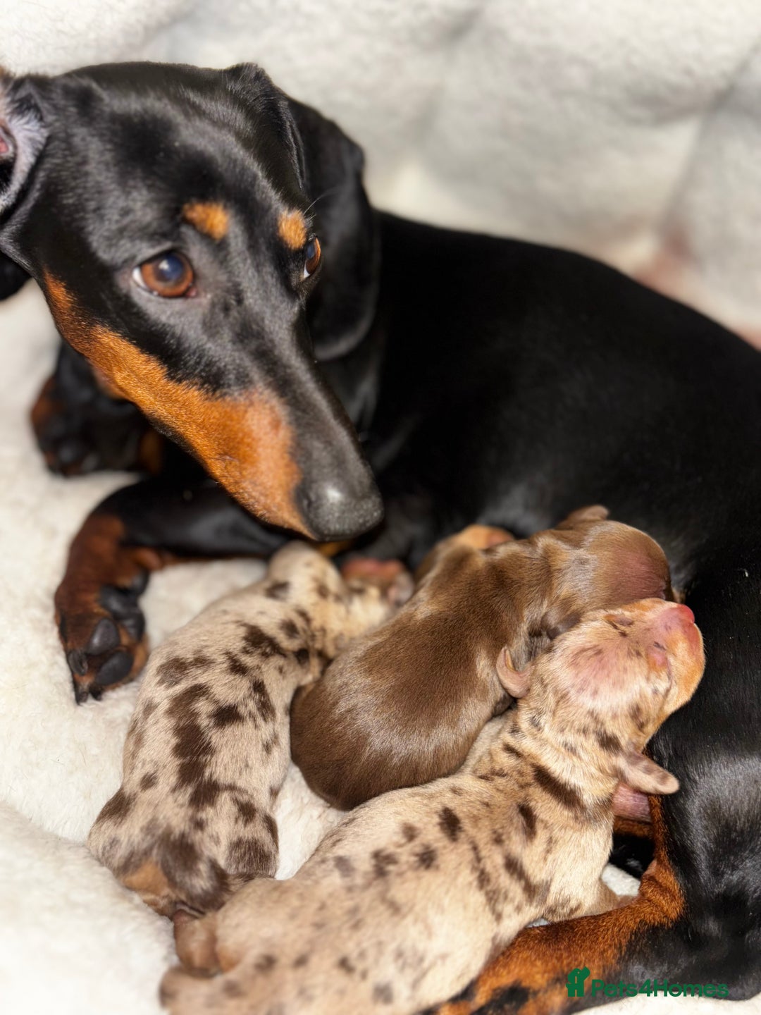 Dachshund dogs for sale: datchound pups  - Image 3