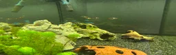 Angelfish fish for sale: 250L Tank with Community of Fish - Advert 1