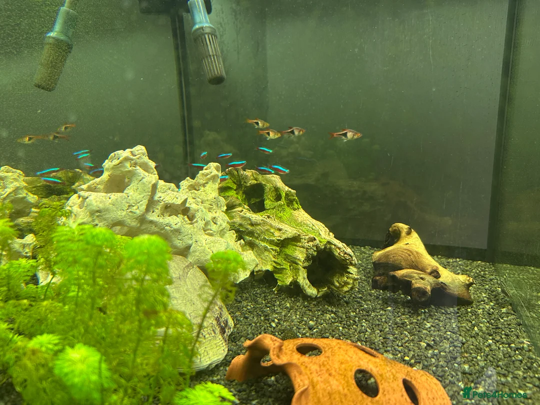 Angelfish fish for sale: 250L Tank with Community of Fish - Advert 1