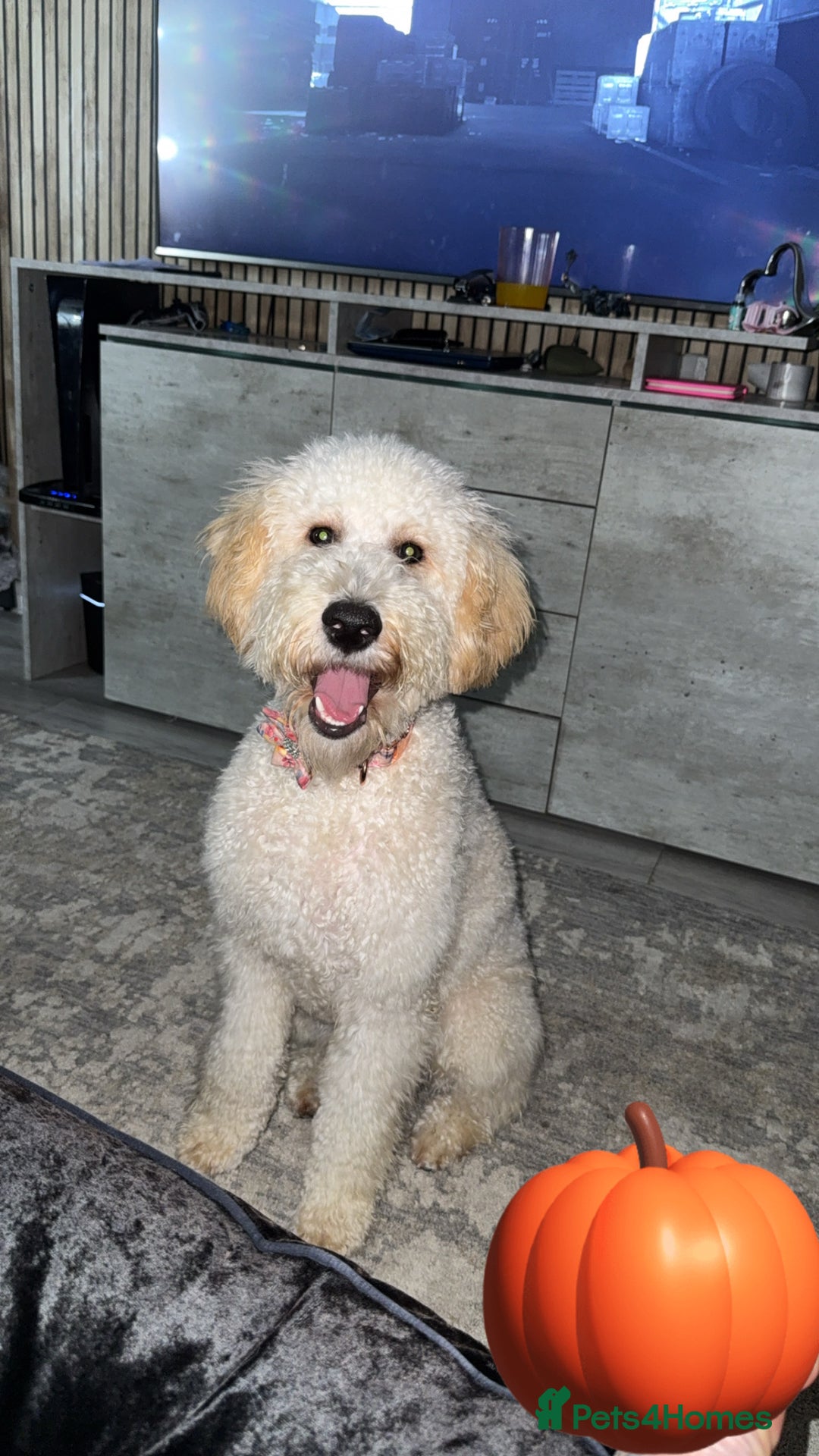 Irish Doodle dogs for sale: 10month Old Irish Doodle - Advert 2
