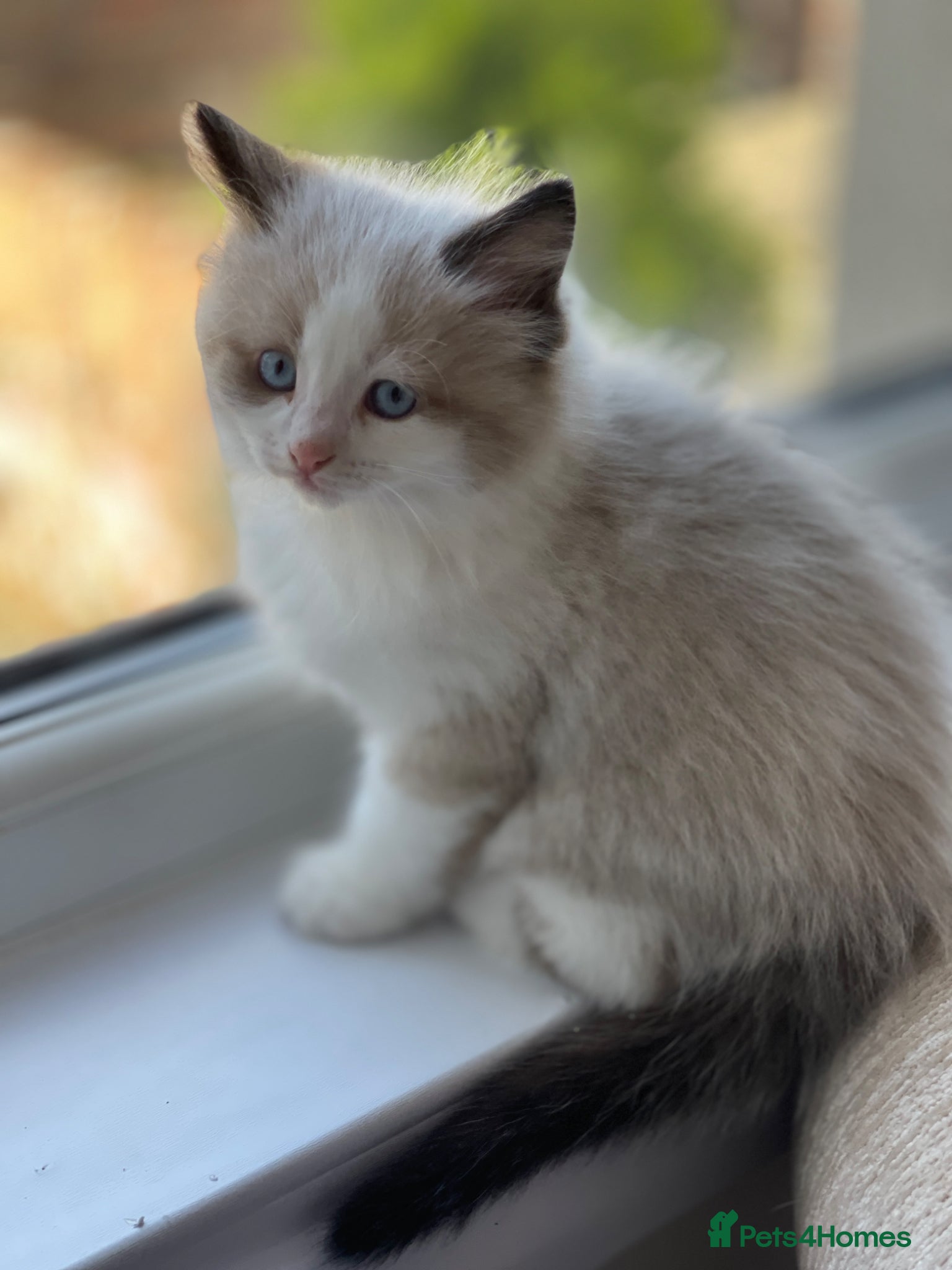 Ragdoll cats for sale: Stunning Blue-Eyed Ragdoll-Type Bicolour Kitten - Advert 6