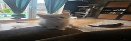 Maine Coon cats for sale: 3 mainceoon ragdoll boys, including 1 poly - Advert 7