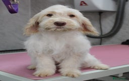 Cockapoo dogs for sale: Licensed breeder, health tested F1 cockapoos in Rugby - Image 2