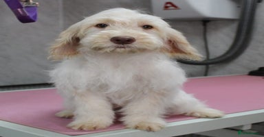 Cockapoo dogs in Rugby - Advert 7