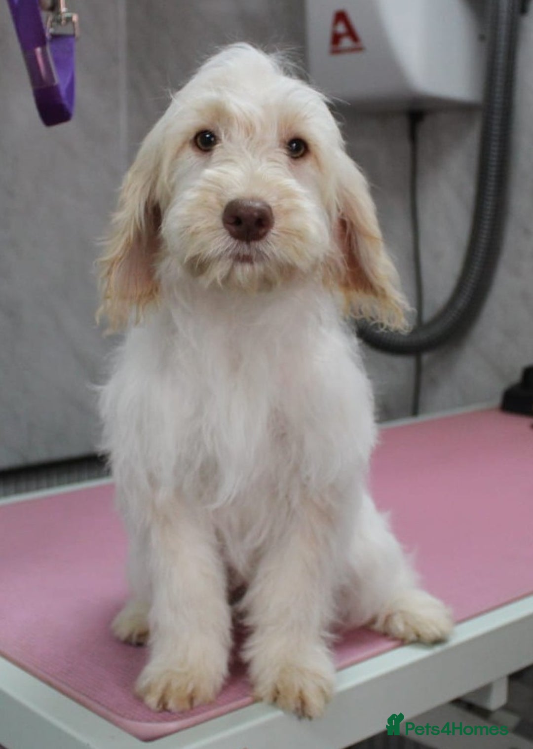 Cockapoo dogs for sale: Licensed breeder, health tested F1 cockapoos in Rugby - Image 2