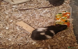 Hamster rodents for sale: Syrian hamsters  - Image 3
