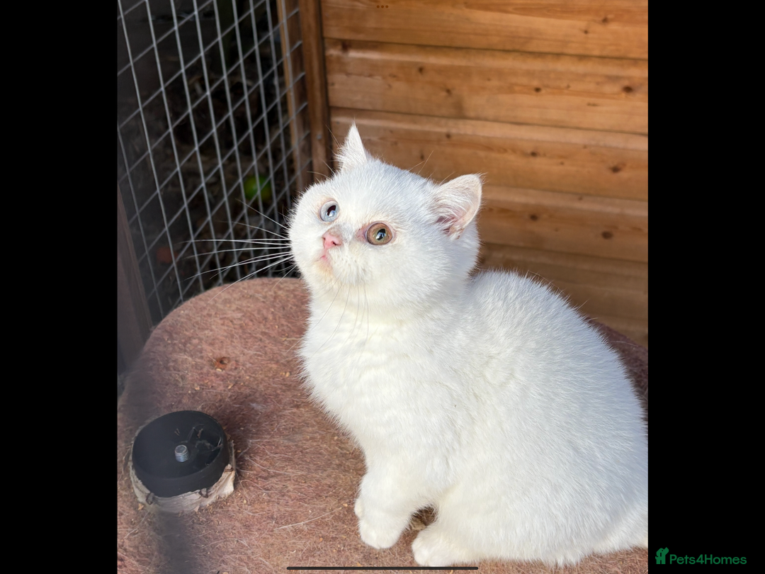 British Shorthair cats for sale: British Shorthair kittens - Image 20