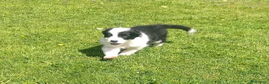 Border Collie Puppy 3