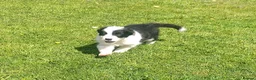Border Collie dogs for sale: Border Collie Pups - Advert 7