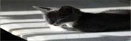 Mixed Breed cats for sale: Cute fluffy kittens black and white boys and girls - Advert 10