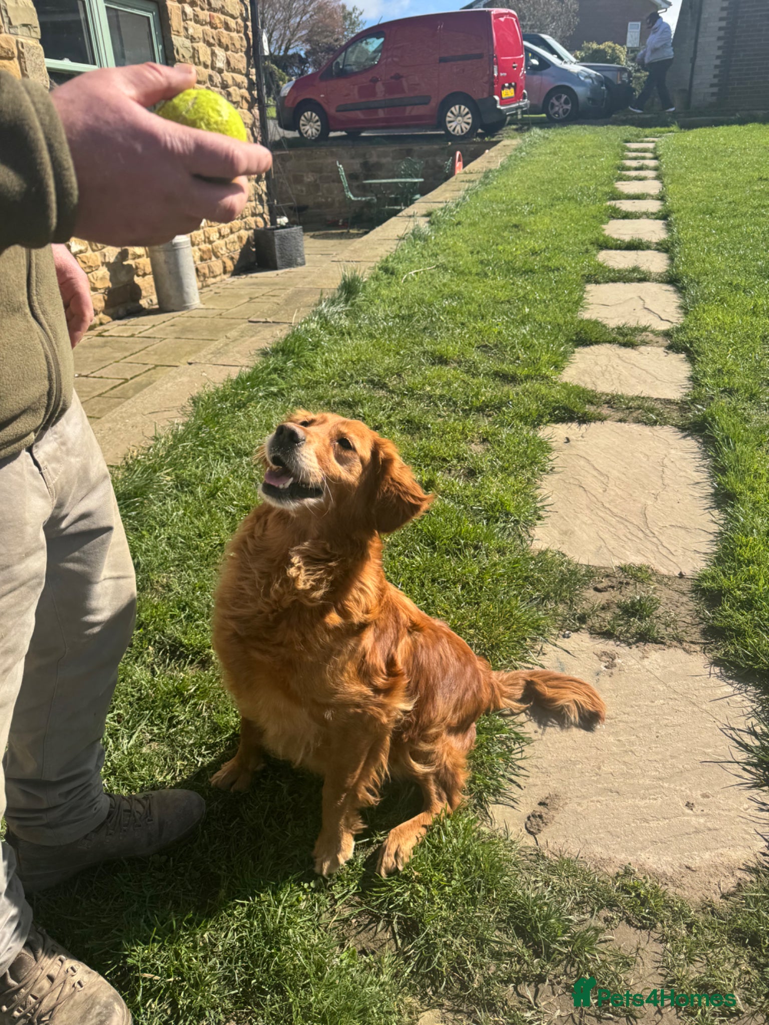 Golden Retriever dogs Something very special - Advert 2