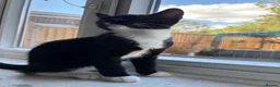 Mixed Breed cats for sale: Tuxedo kittens  - Advert 2