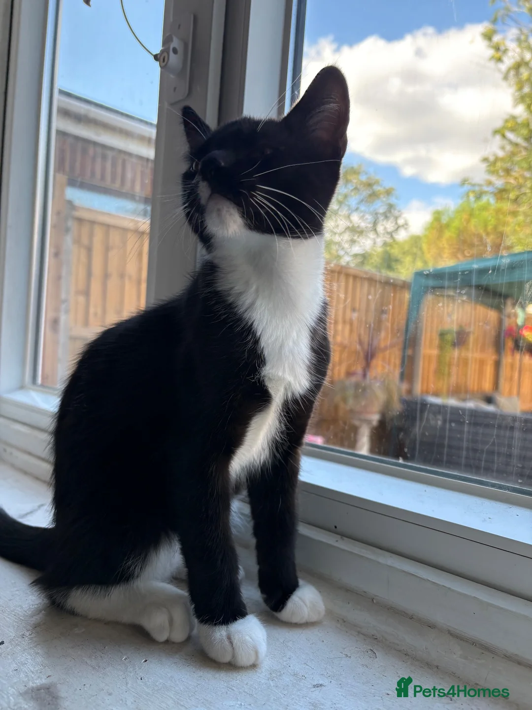 Mixed Breed cats for sale: Tuxedo kittens  - Advert 2