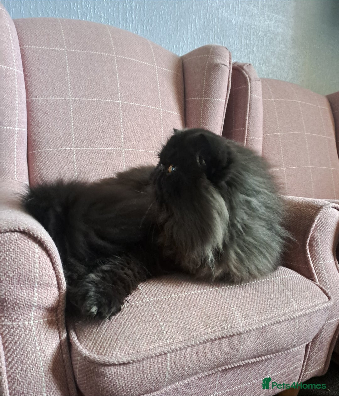 Persian cats for stud: GCCF brother's for stud!!  - Advert 11