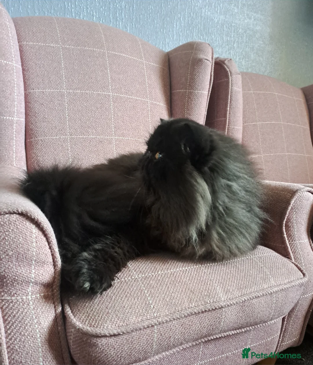 Persian cats for stud: GCCF brother's for stud!!  - Advert 11