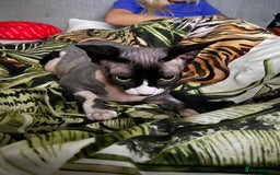 Sphynx cats for stud: Sphynx cat - Image 2