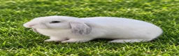 Mini Lop rabbits for sale: Mini lop bunnies  - Advert 1