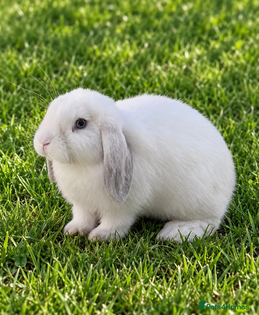 Mini Lop rabbits for sale: Mini lop bunnies  - Advert 1