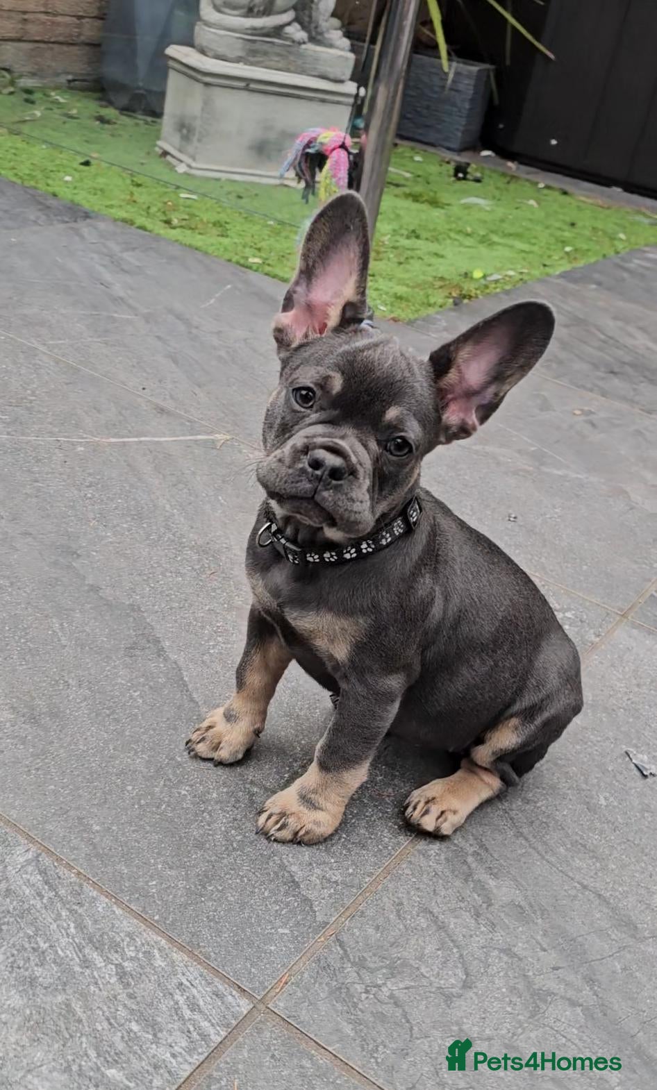 French Bulldog dogs READY TO GO!! 2GIRLS LEFT! French Bull Dog Puppies - Advert 2