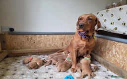 Labrador Retriever dogs for sale: Female(Red Collar) Fox Red Labrador KC registered - Image 6