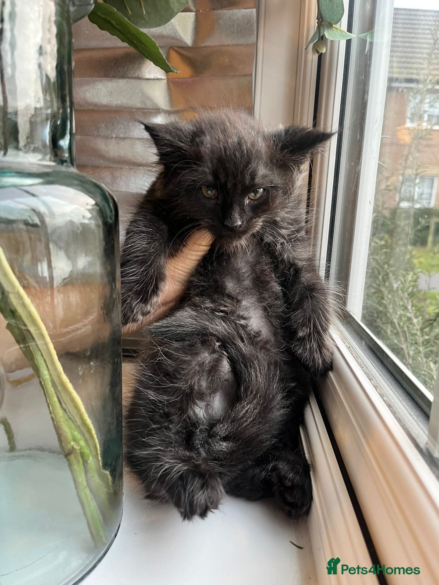 Maine Coon cats Tiny Tigers, Maine Coon Kittens for Sale - Advert 5