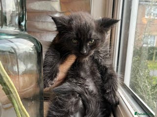 Maine Coon cats Tiny Tigers, Maine Coon Kittens for Sale - Advert 5