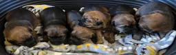 Border Terrier dogs for sale: KC registered Border Terrier Pups - Advert 4