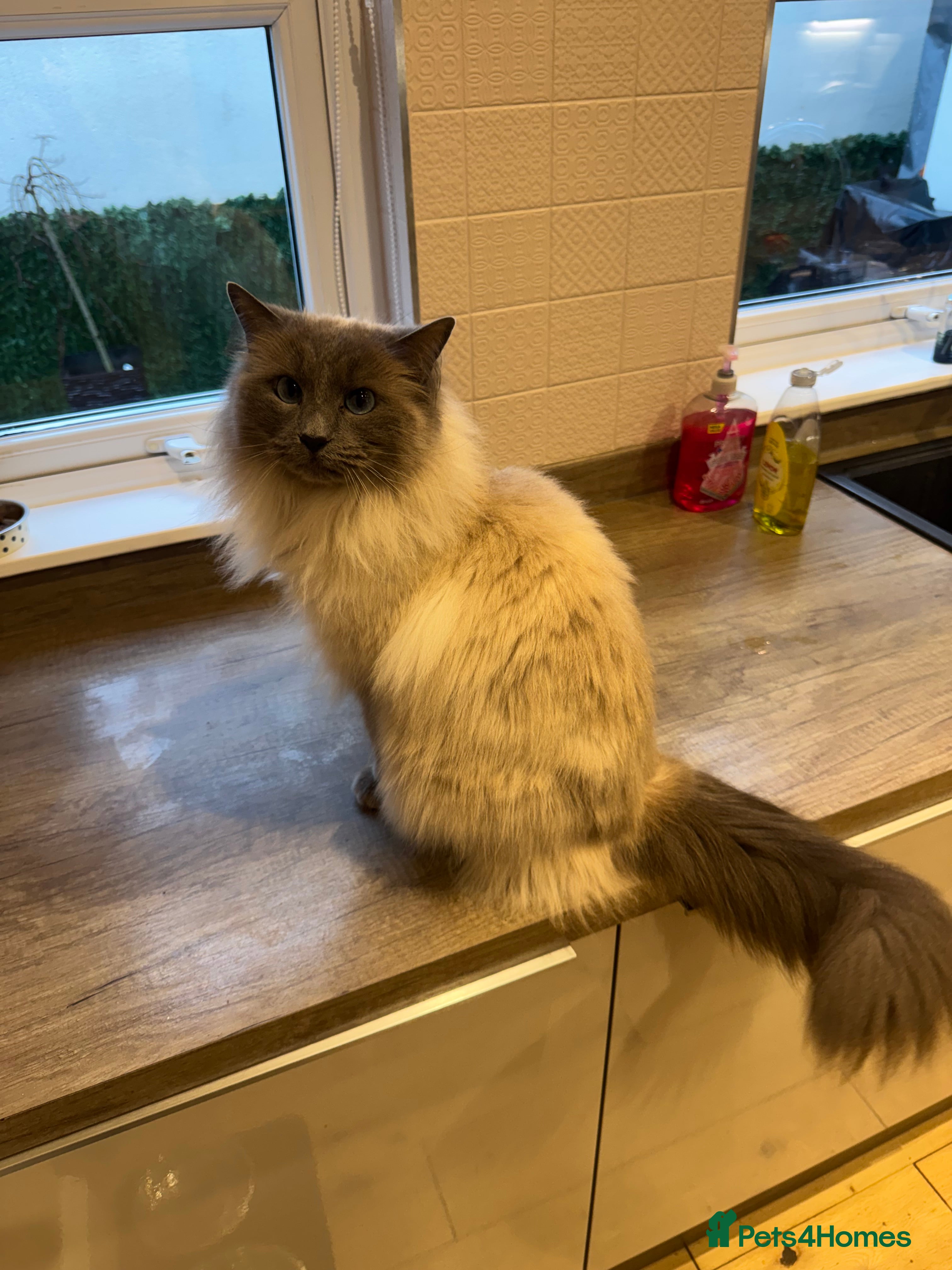 Ragdoll cats Tilly - Advert 5