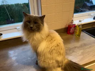 Ragdoll cats Tilly - Advert 5