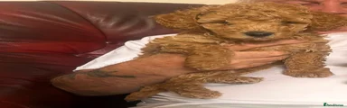 Toy Poodle 1