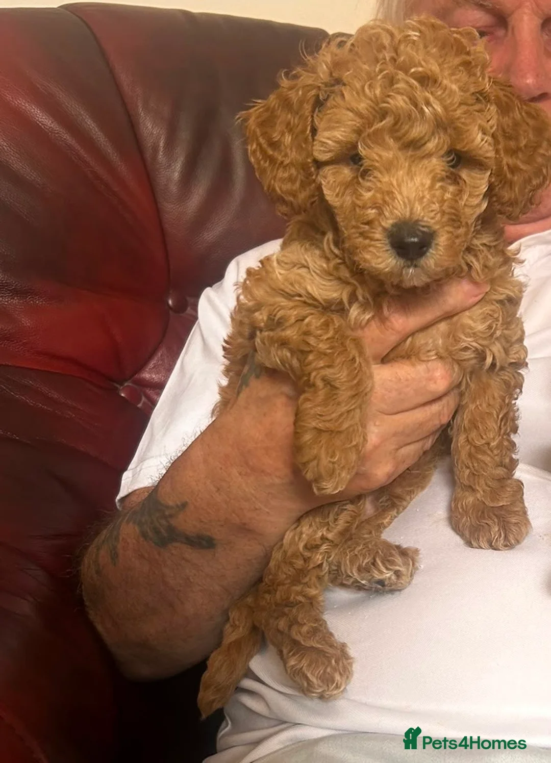 Toy Poodle dogs for sale: 2 toy poodle for sale  - Advert 2