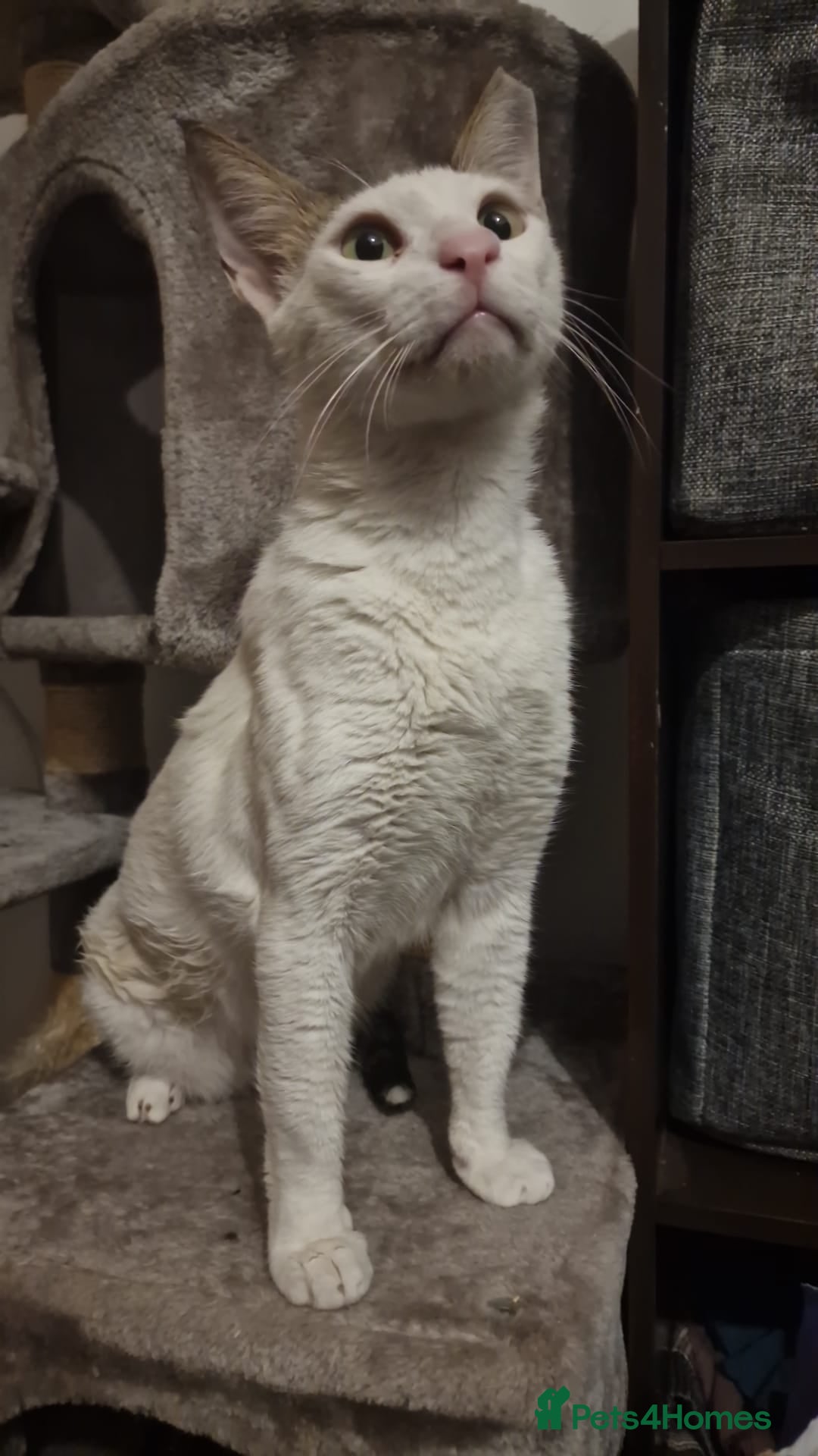 Mixed Breed cats for adoption: 3 year old Indoor Cuddle Buddy  - Image 5