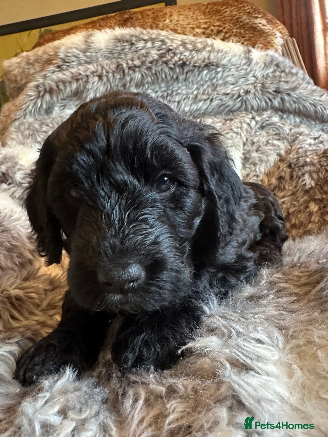Labradoodle dogs for sale: Our Final Available Puppy - Ready 4th January  - Advert 3
