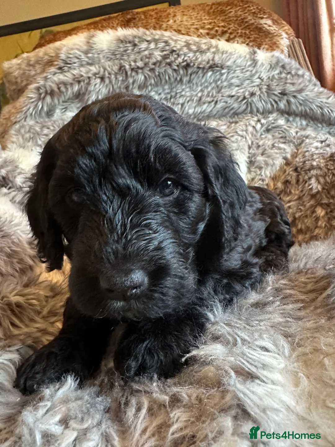Labradoodle dogs for sale: Our Final Available Puppy - Ready 4th January  - Advert 3