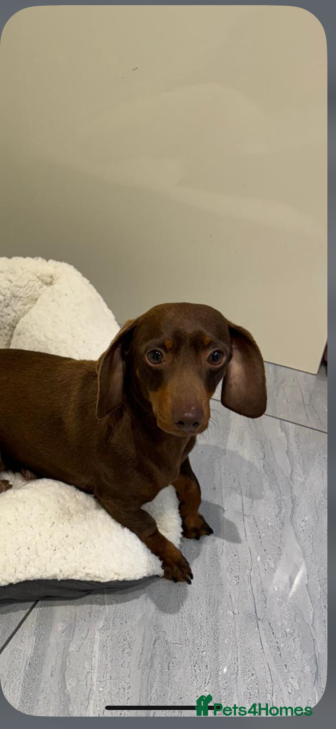 Dachshund dogs Dachshund puppies - Advert 14