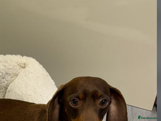 Dachshund dogs Dachshund puppies - Advert 1