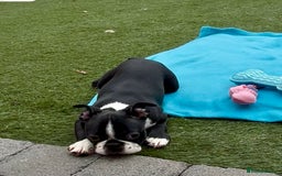Boston Terrier dogs for sale: Beautiful Boston terriers  - Image 6
