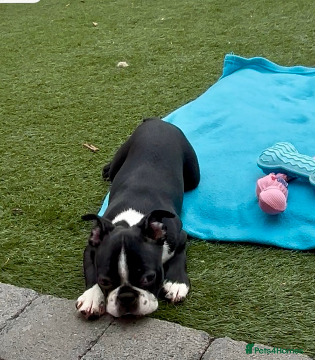 Boston Terrier dogs for sale: Beautiful Boston terriers  - Image 6