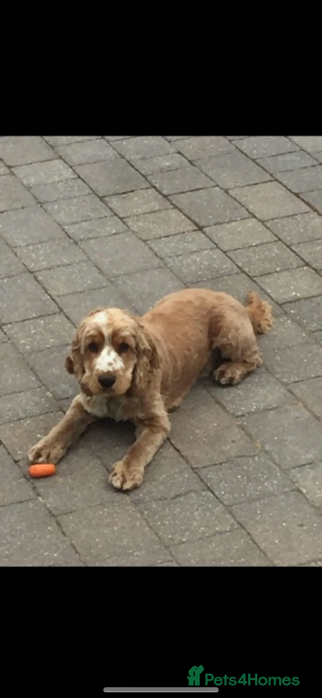Cocker Spaniel dogs for sale:  **  Day Baby’s. 8 cocker spaniel puppies.  - Advert 14