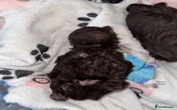 Maltipoo dogs for sale: Toy maltipoos - Image 4