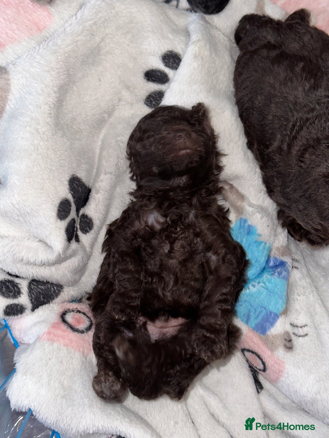 Maltipoo dogs for sale: Toy maltipoos - Image 4