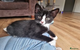 Bengal cats for sale: Bengal cross kittens  - Image 12