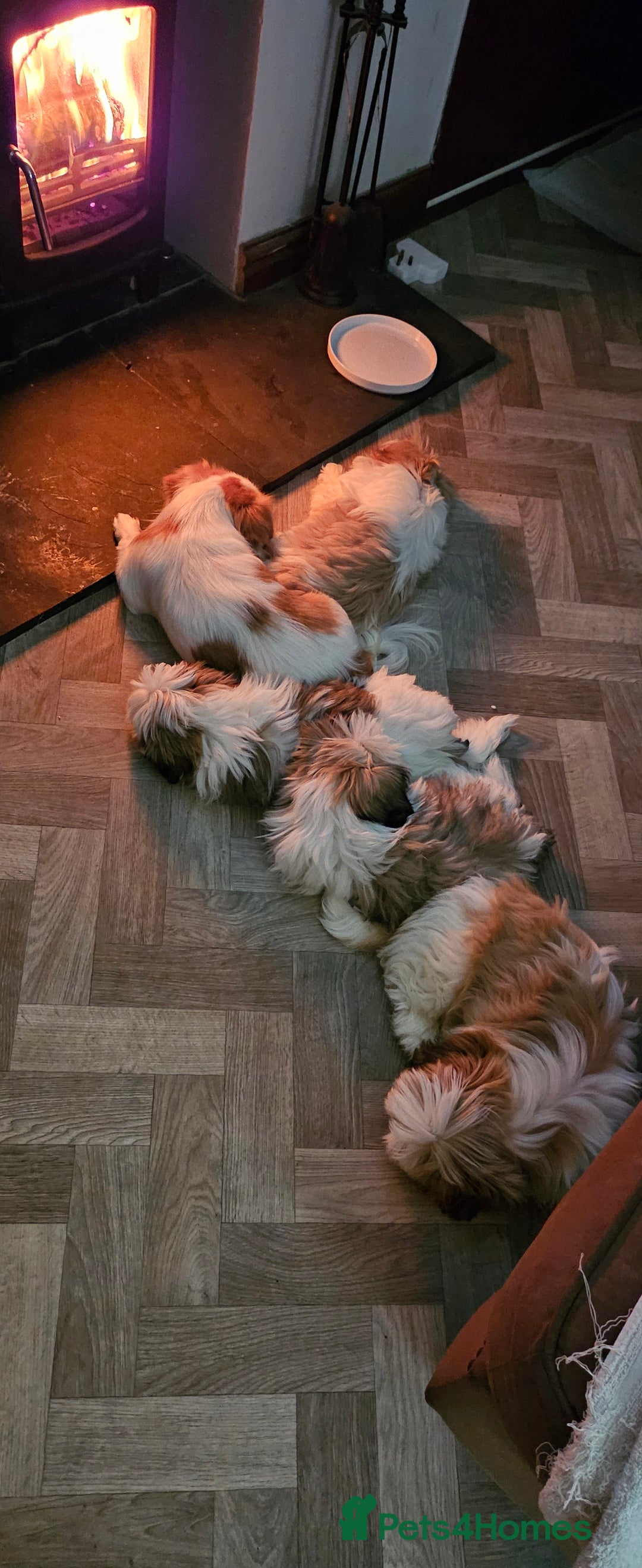 Mixed Breed dogs for sale: 4 beautiful little puppies chihuahua/shih tzu X - Advert 31