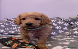 Double Doodle dogs for sale: Beautiful rare litter of Double Doodles - Image 10