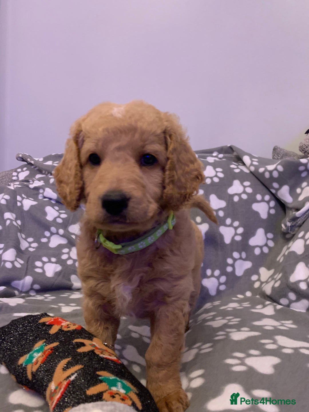 Double Doodle dogs for sale: Beautiful rare litter of Double Doodles - Image 10
