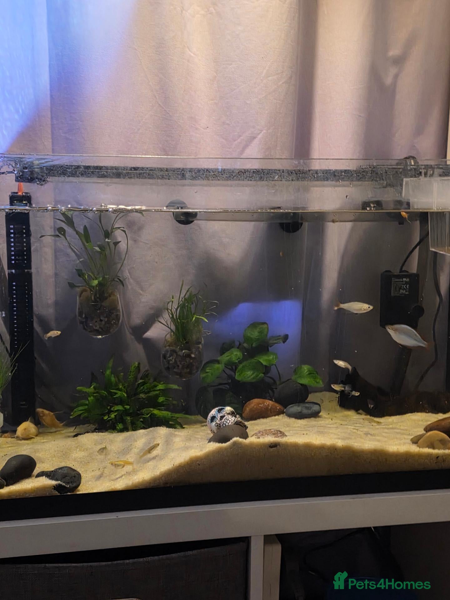 Corys fish Fish tank to a good home. - Advert 1